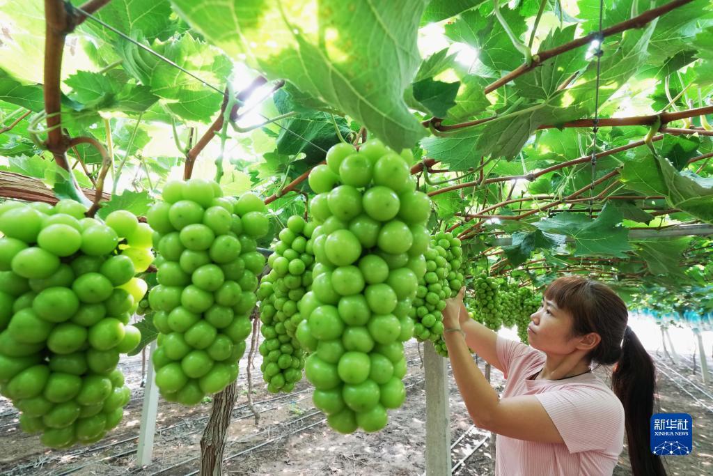 凤凰城娱乐平台大盛